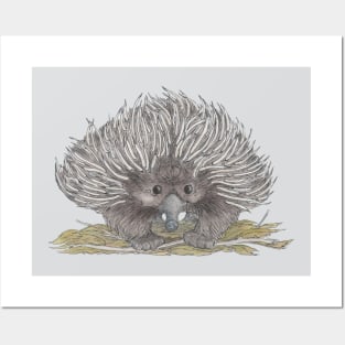 Echidna Posters and Art